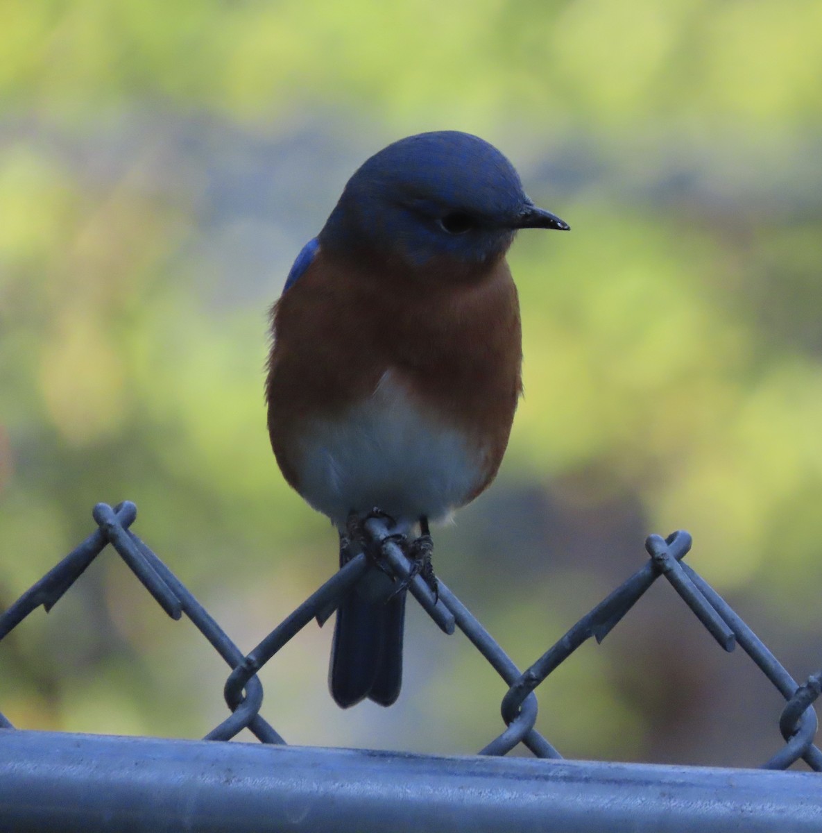 Azulejo Oriental - ML644248038