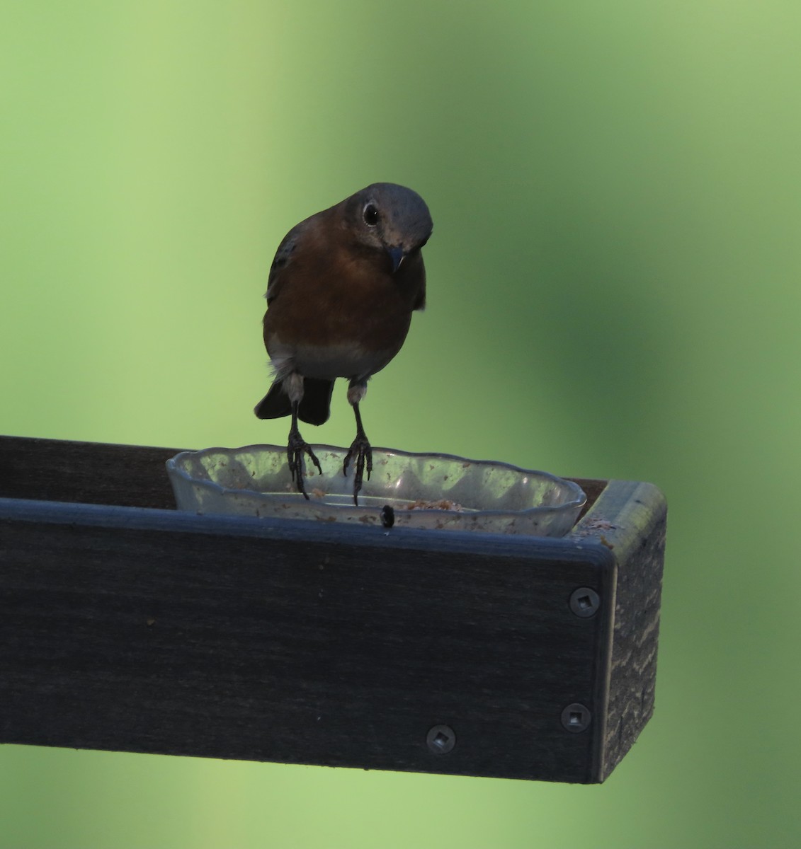 Azulejo Oriental - ML644248039