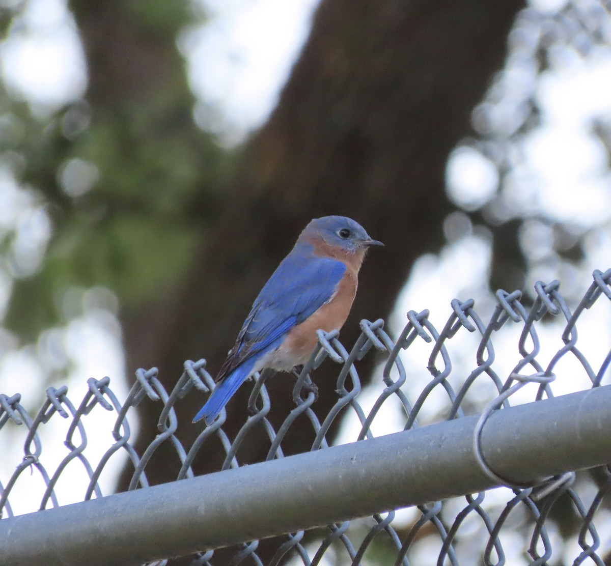 Azulejo Oriental - ML644248040