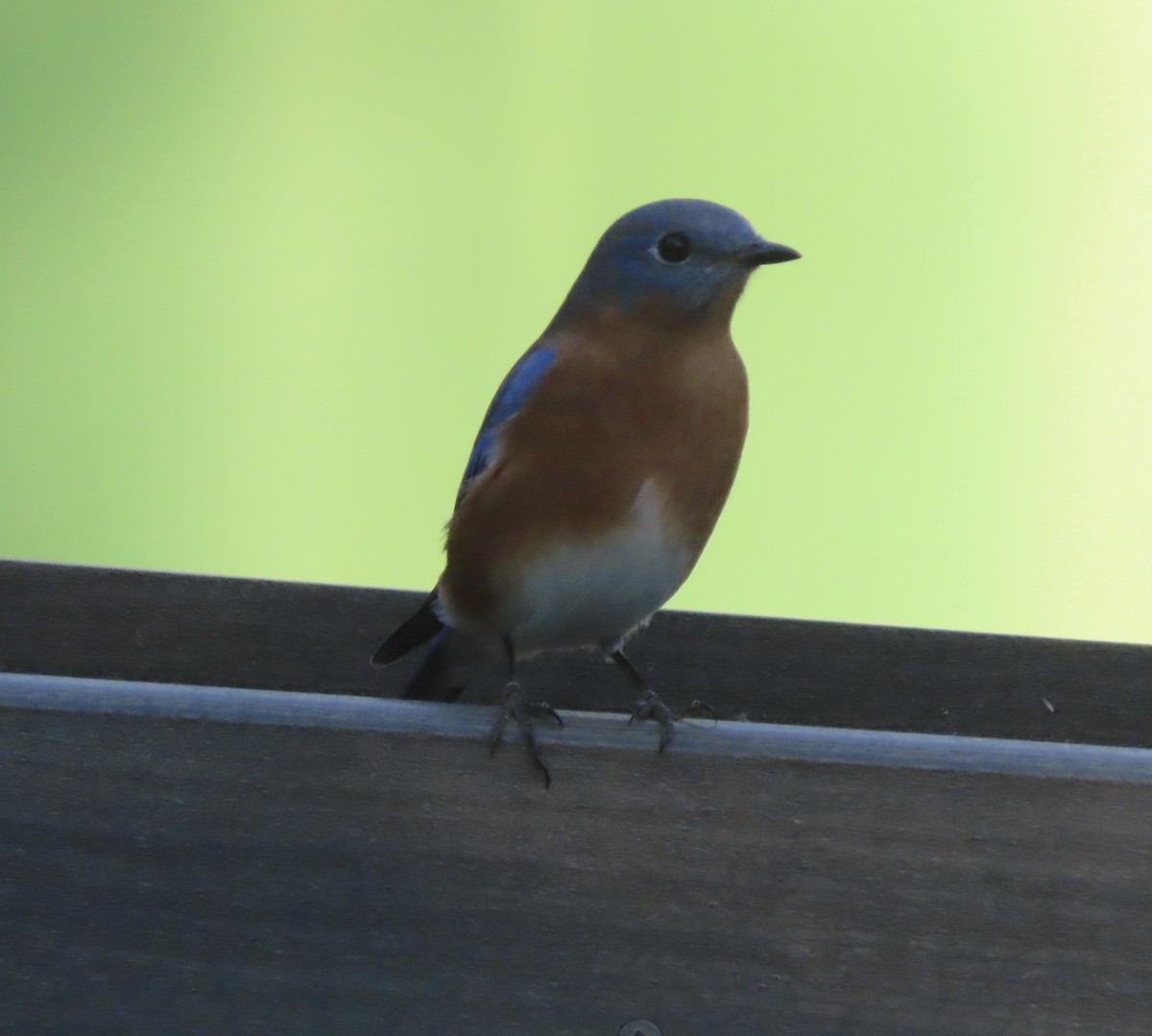 Azulejo Oriental - ML644248041