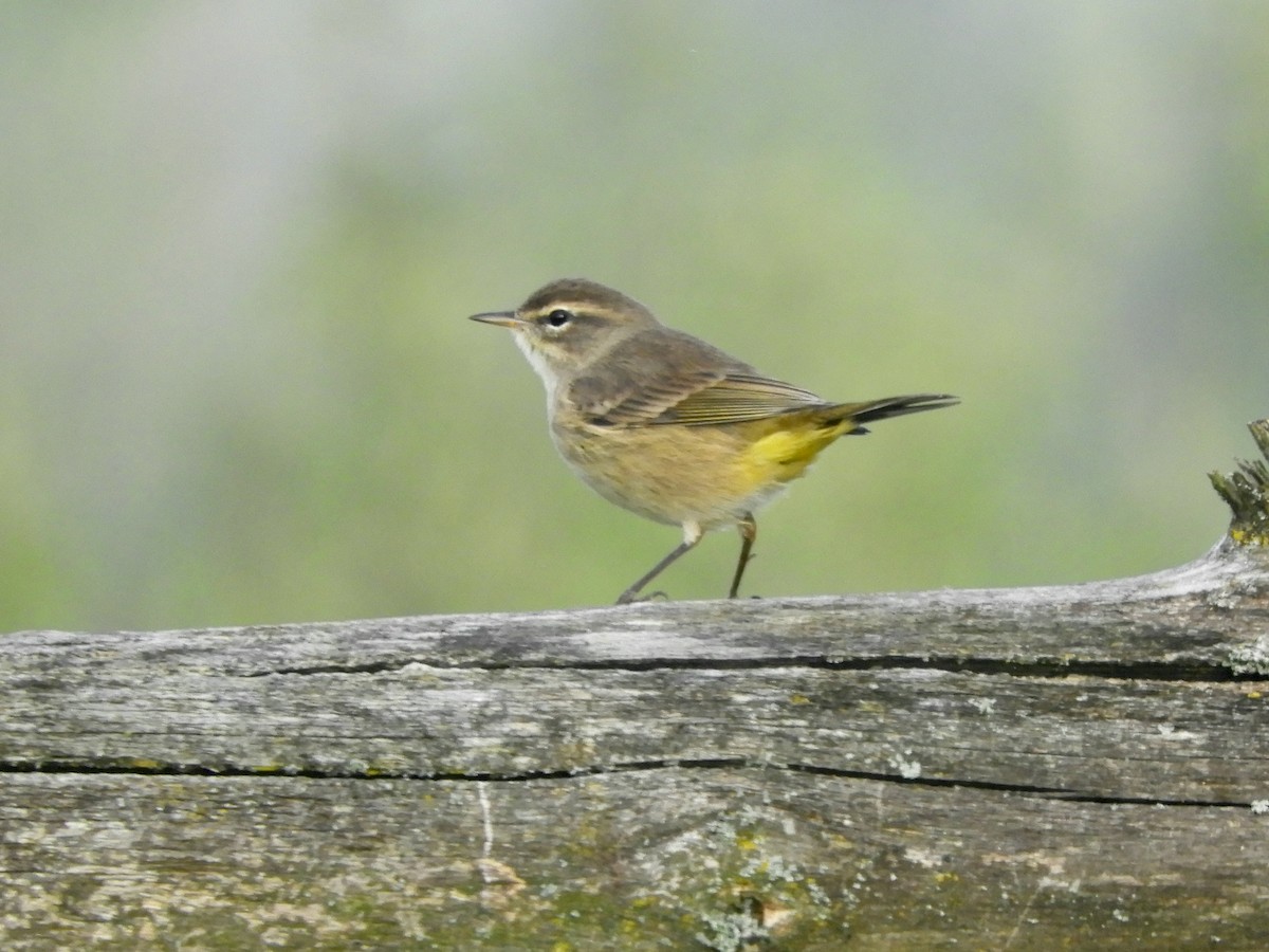 Palm Warbler - ML644248043