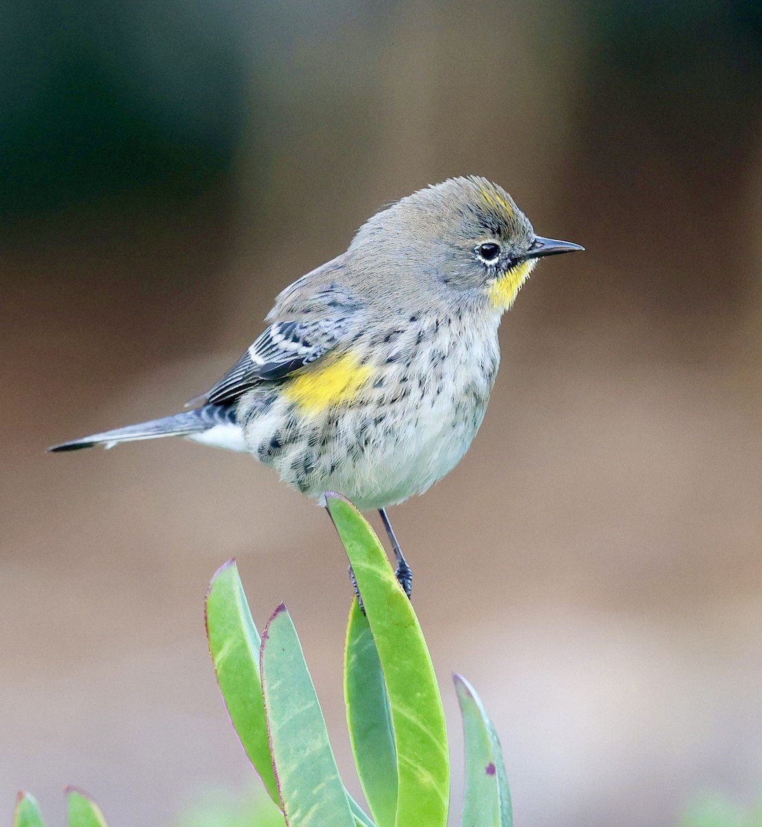 Yellow-rumped Warbler - ML644248047