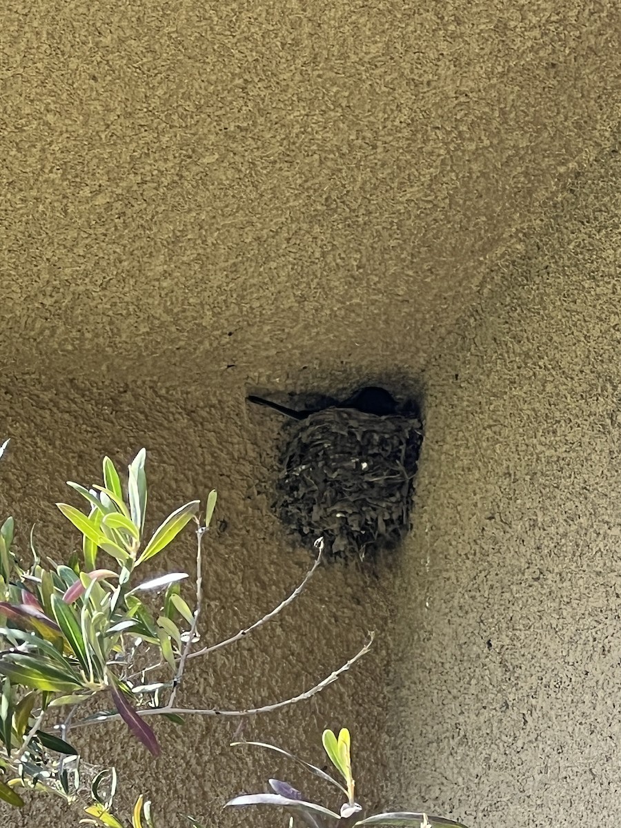 Black Phoebe - ML644248048