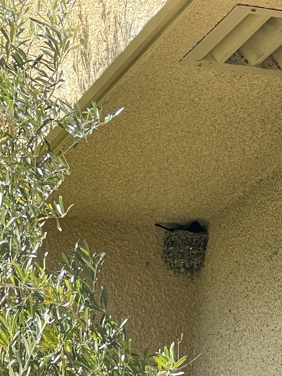 Black Phoebe - ML644248049