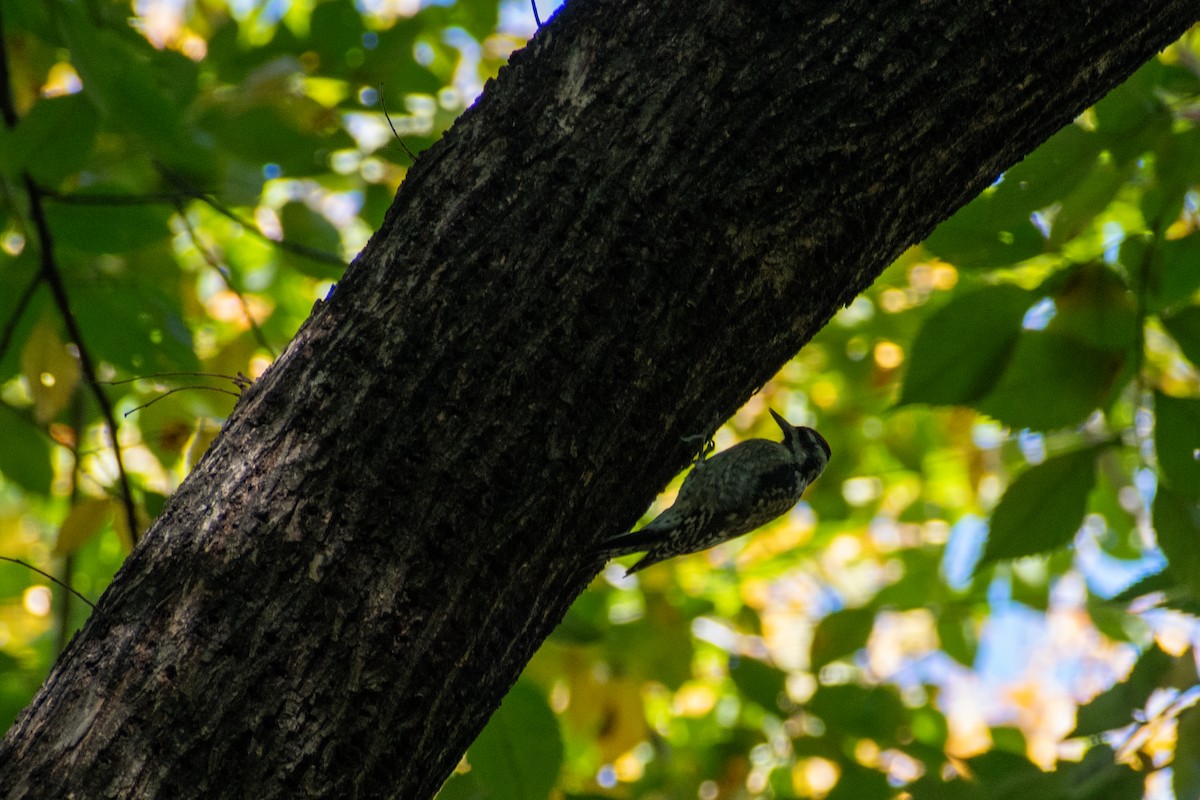 Yellow-bellied Sapsucker - ML644248053