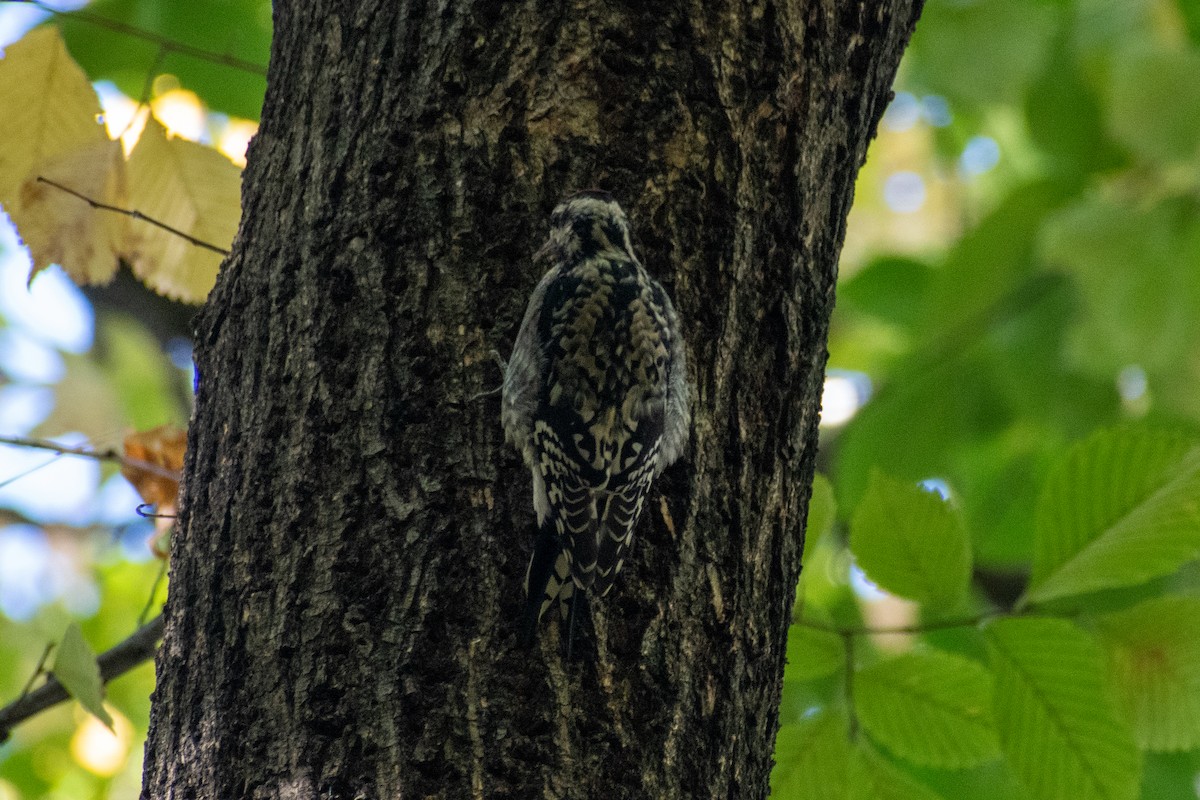 Yellow-bellied Sapsucker - ML644248054
