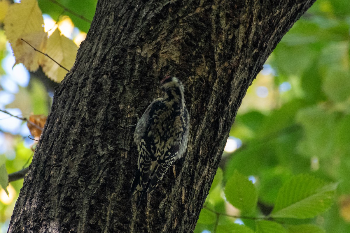 Yellow-bellied Sapsucker - ML644248055