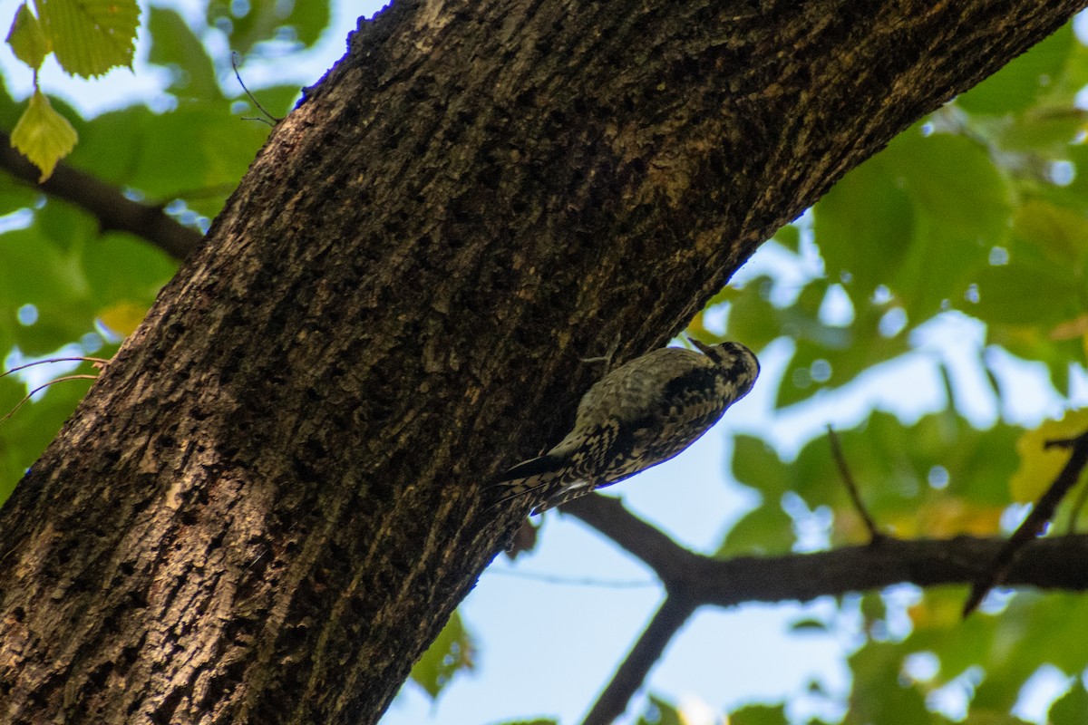 Yellow-bellied Sapsucker - ML644248056