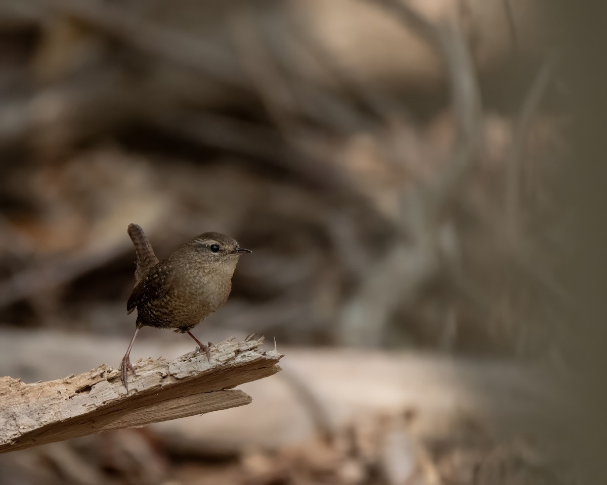 Winter Wren - ML644248060