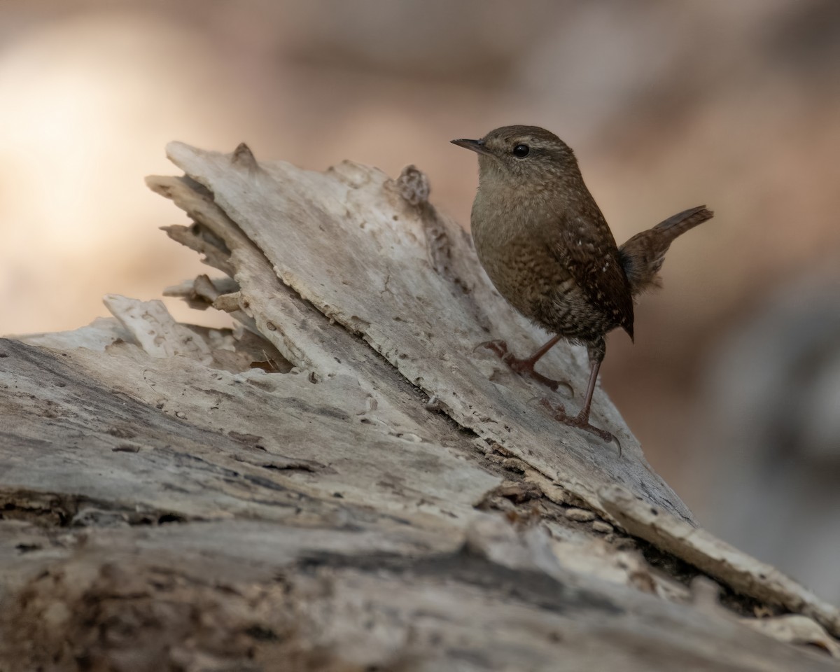 Winter Wren - ML644248061
