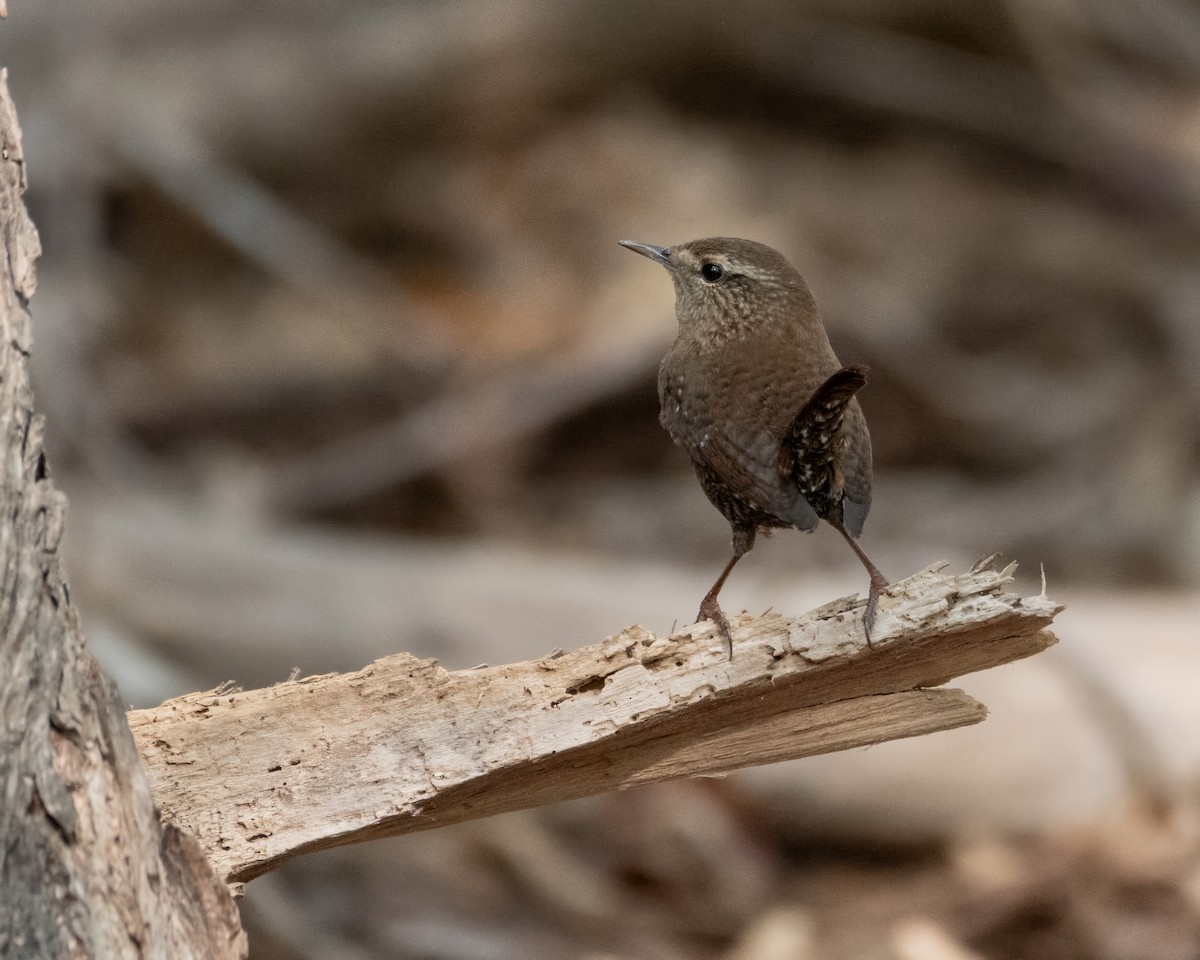 Winter Wren - ML644248062