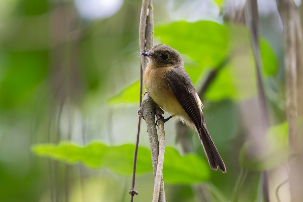 Barbichon de Cayenne - ML644248064