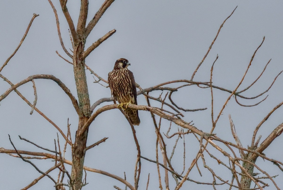 Peregrine Falcon - ML644248066
