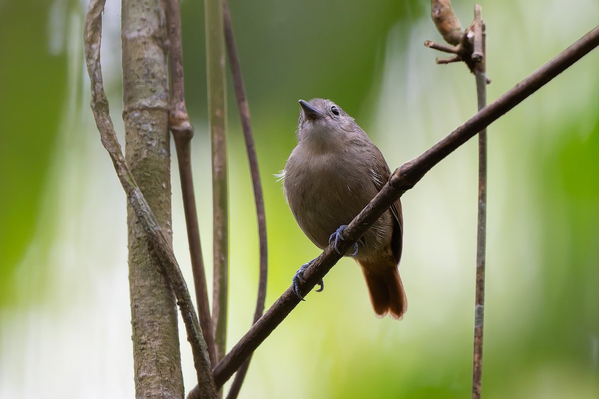 ムジヒメアリサザイ - ML644248070