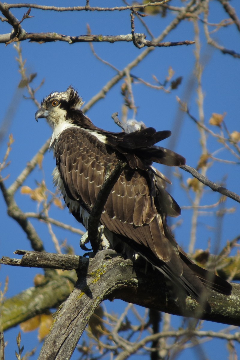 Osprey - ML644248071