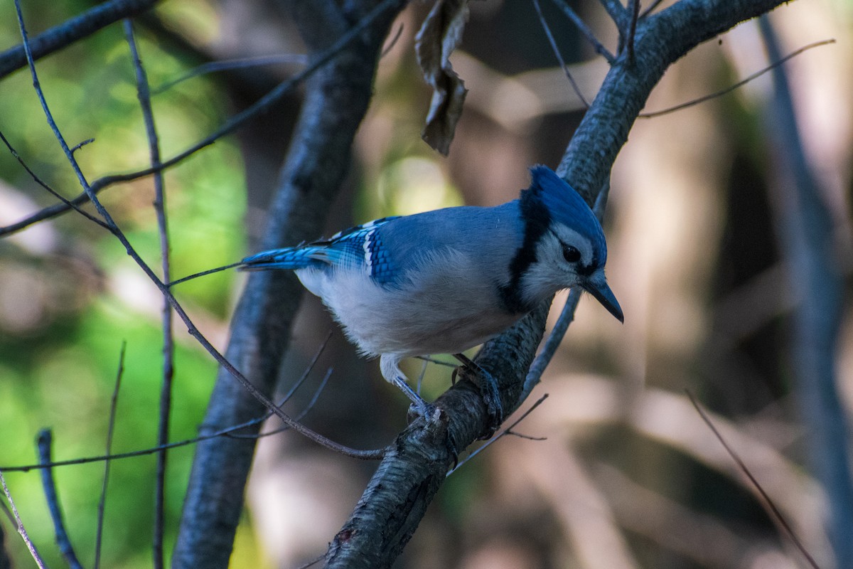 Blue Jay - ML644248072