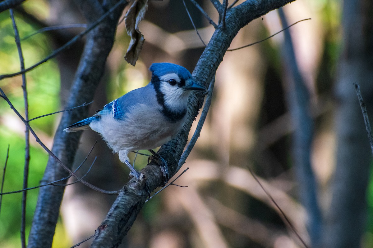 Blue Jay - ML644248073