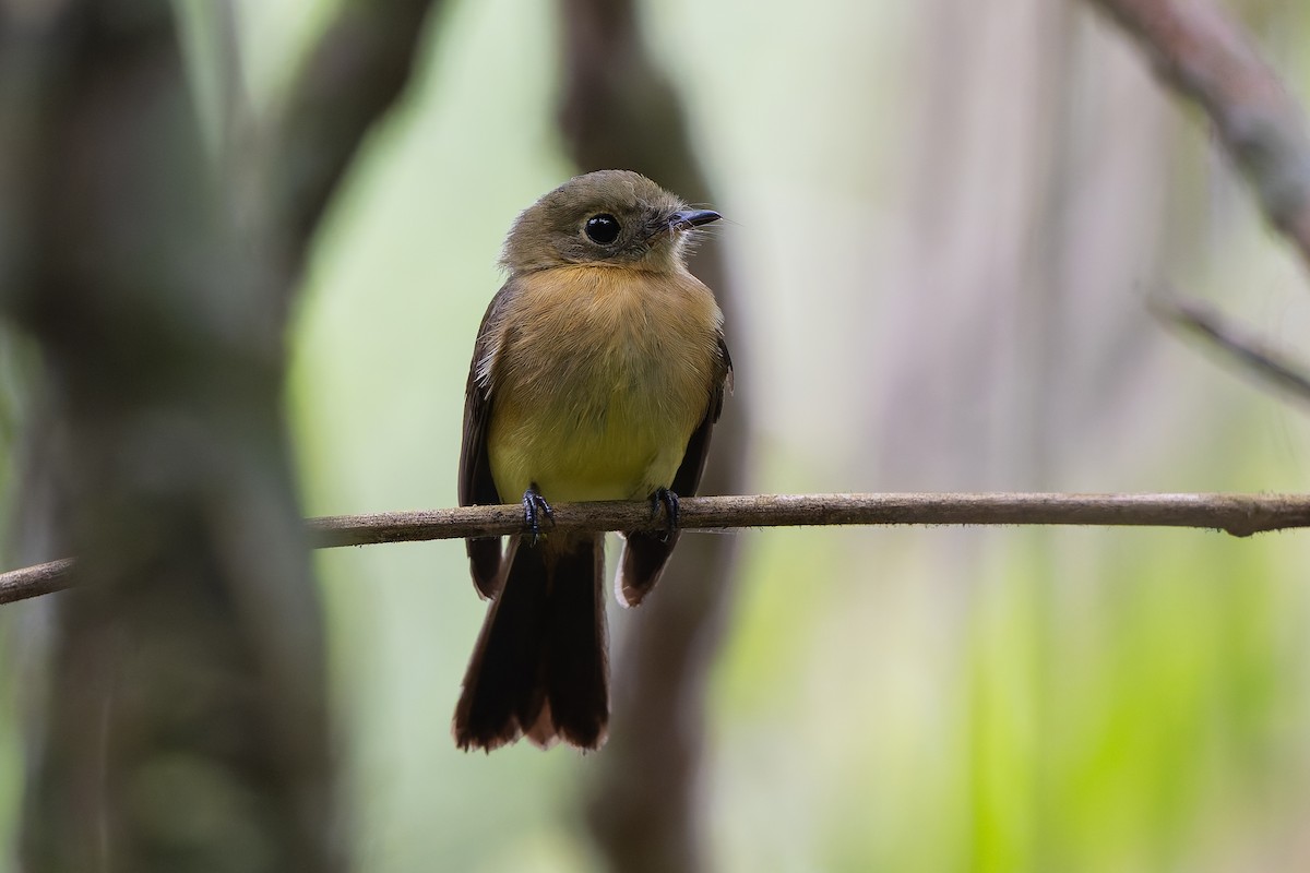 Barbichon de Cayenne - ML644248074