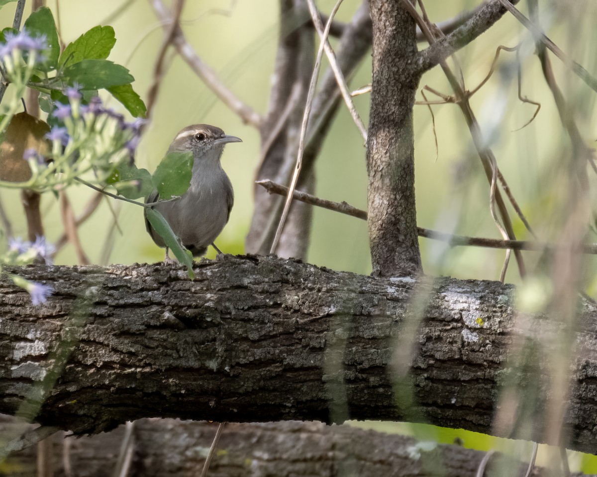 Підбуреник - ML644248078