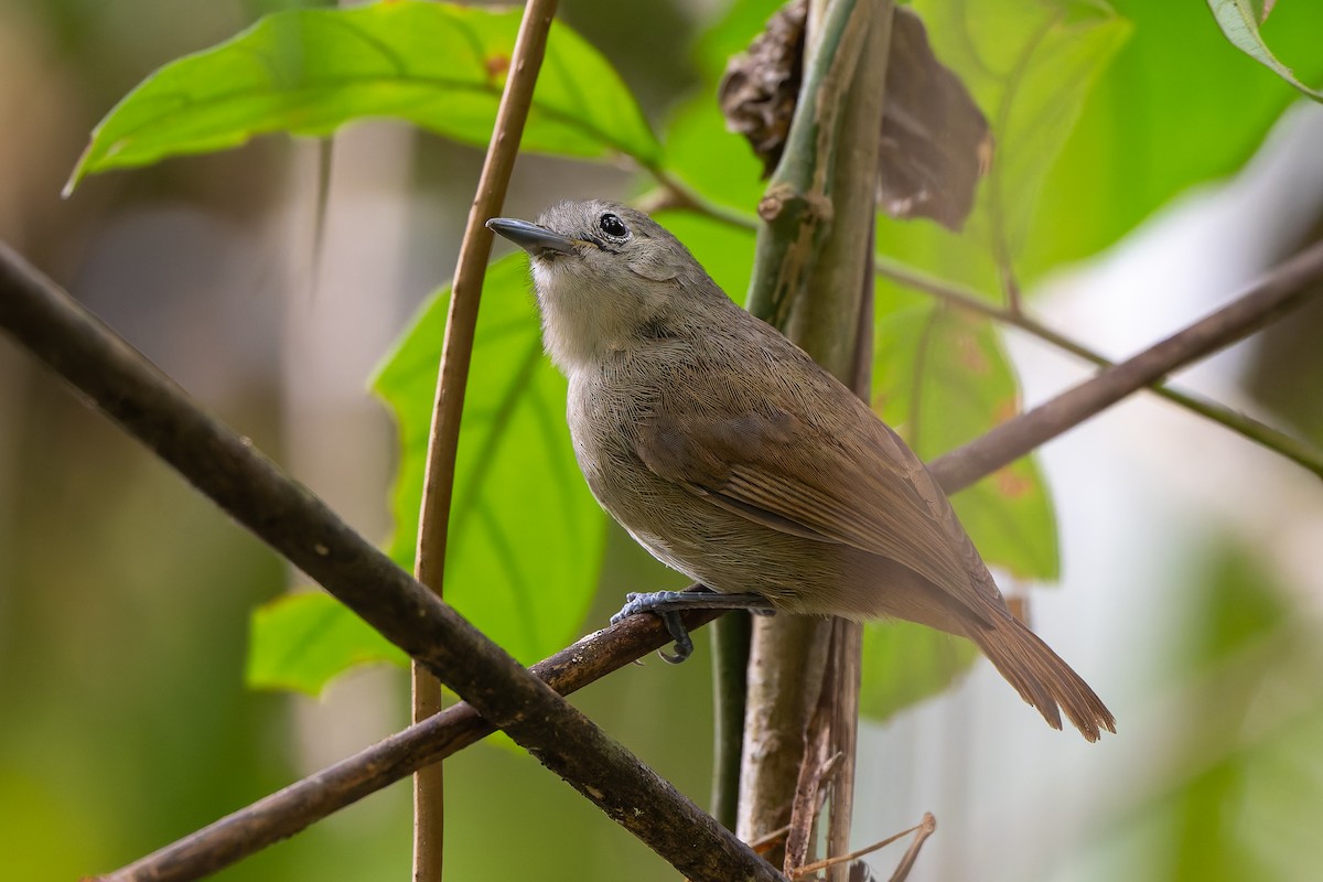 ムジヒメアリサザイ - ML644248079