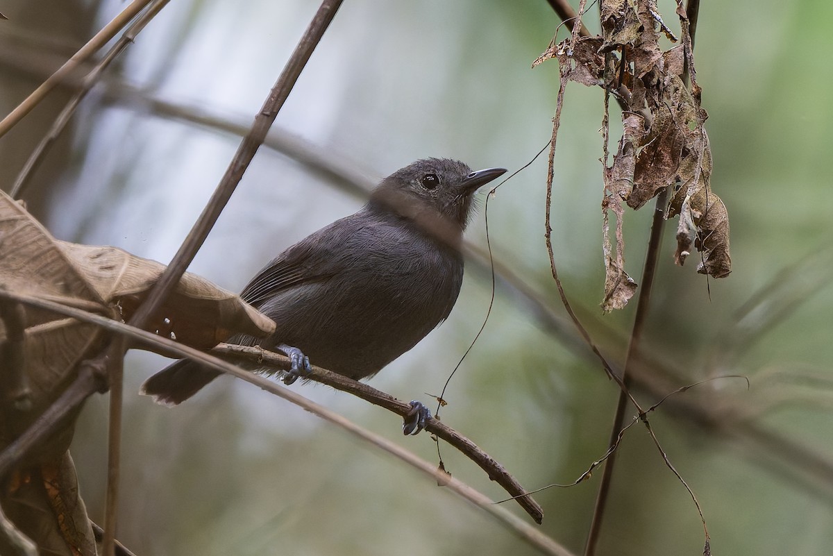 ムジヒメアリサザイ - ML644248086