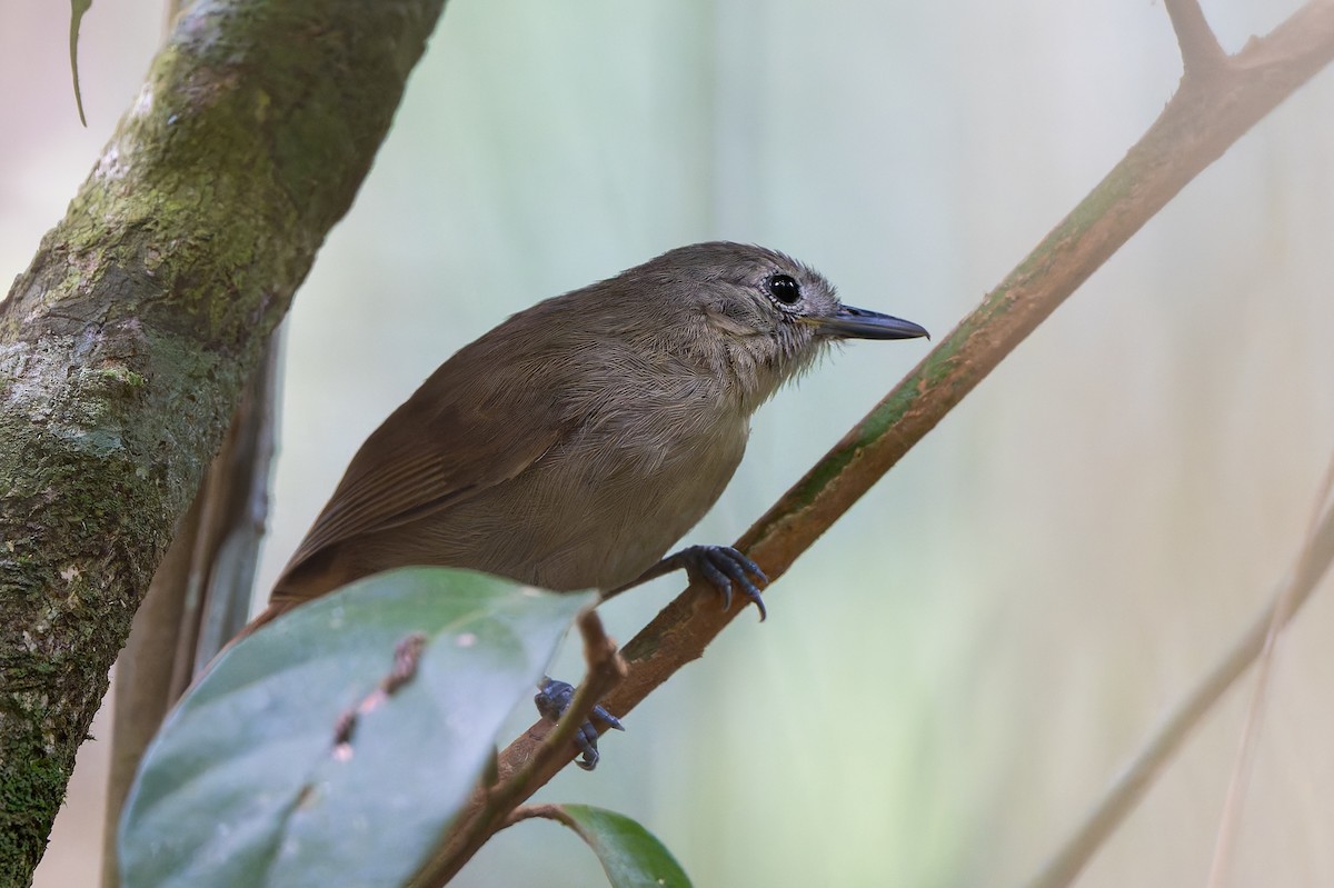 ムジヒメアリサザイ - ML644248087