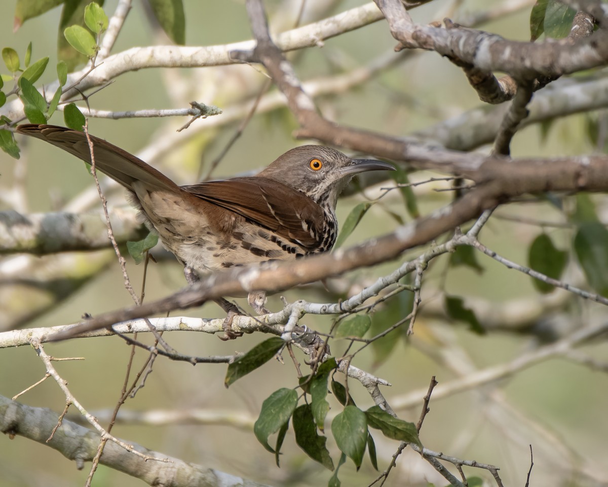 Long-billed Thrasher - ML644248089
