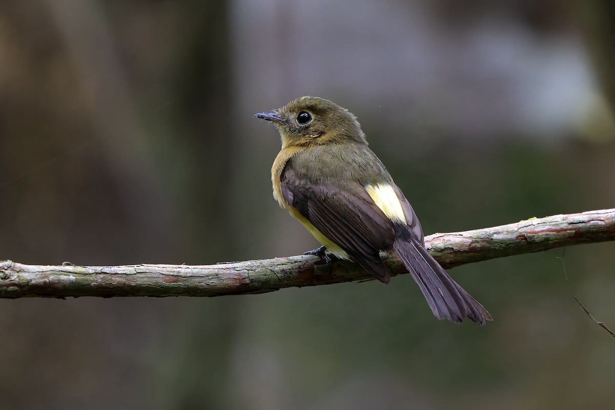Barbichon de Cayenne - ML644248092