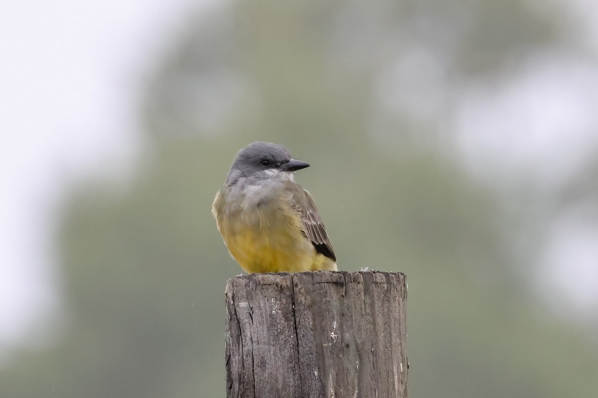 Cassin's Kingbird - ML644248102