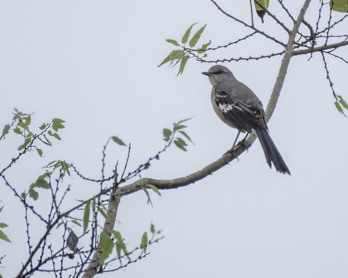 Northern Mockingbird - ML644248103