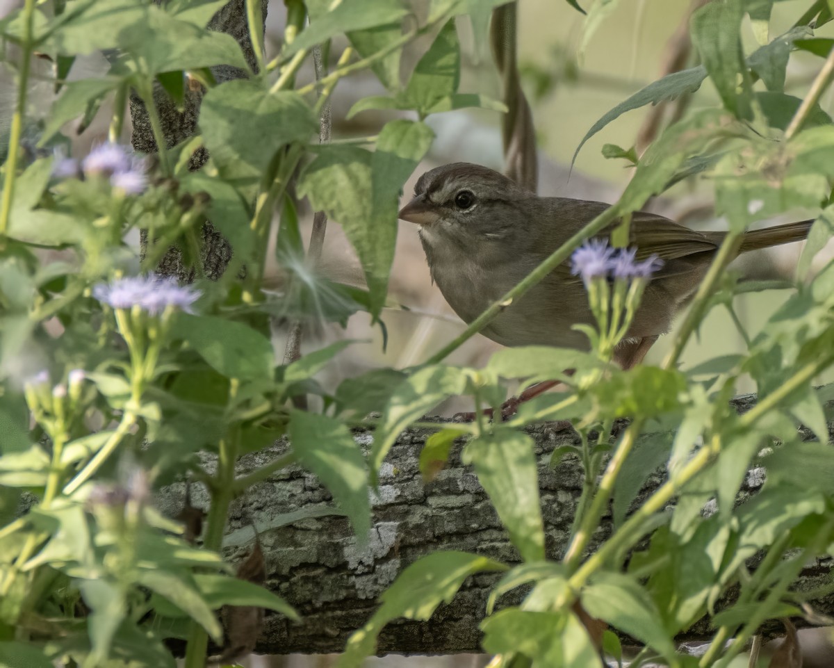 Olive Sparrow - ML644248112