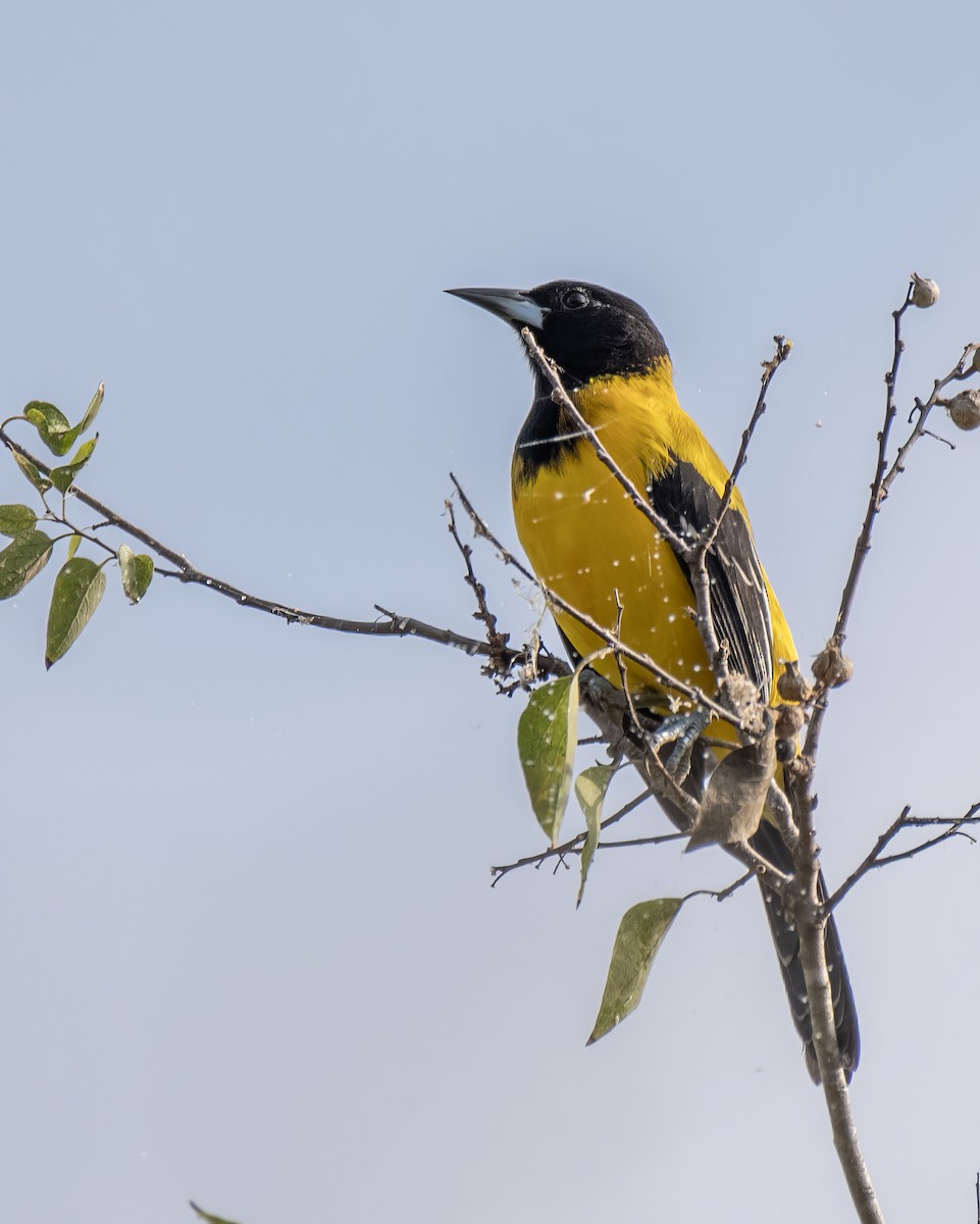 Audubon's Oriole - ML644248116