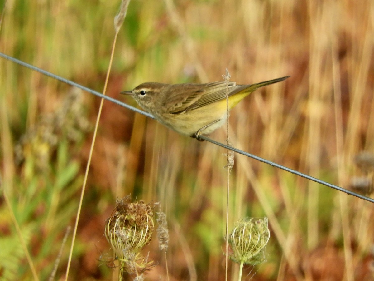 Palm Warbler - ML644248122