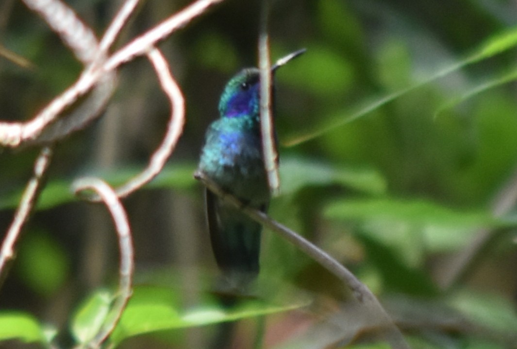 Colibri thalassin - ML644248127