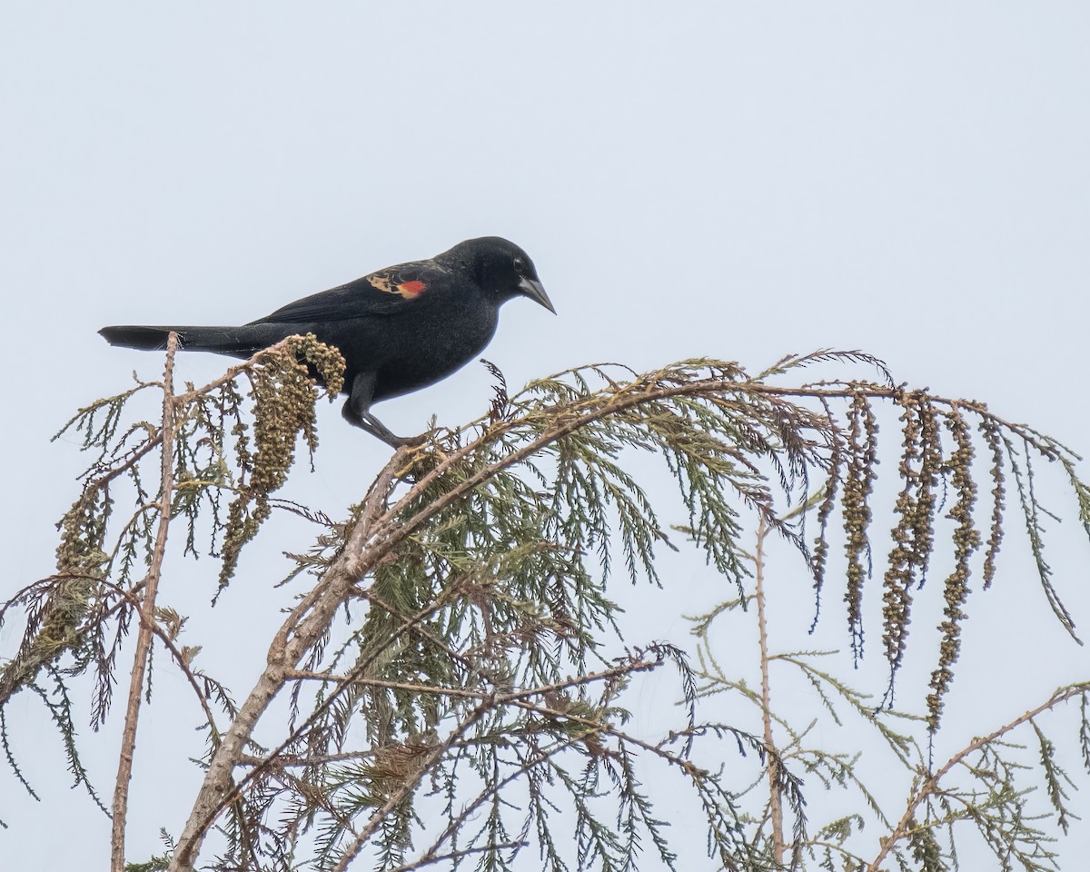 Red-winged Blackbird - ML644248130