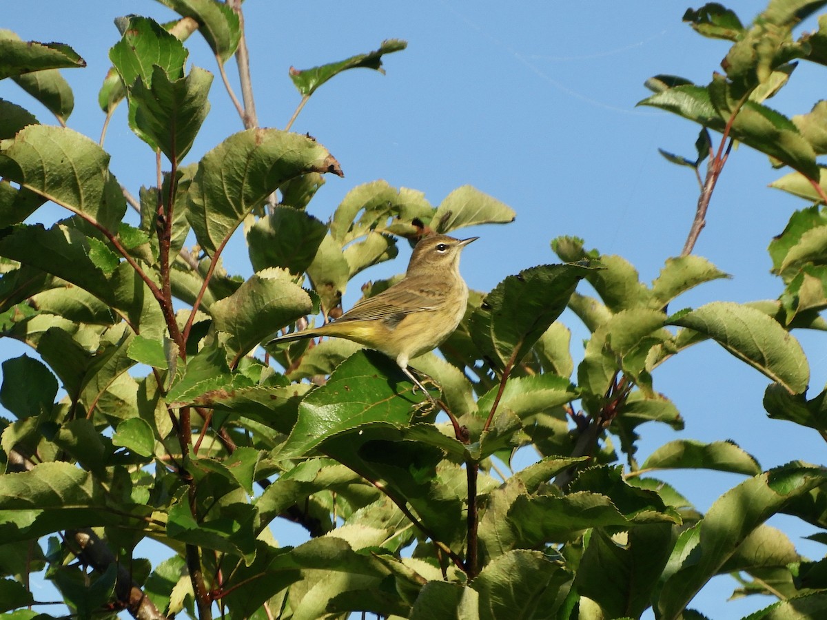 Palm Warbler - ML644248131