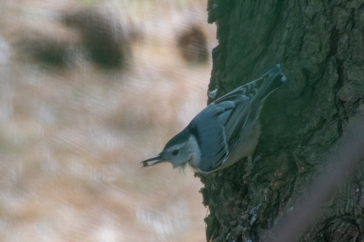 Sittelle à poitrine blanche - ML644248132