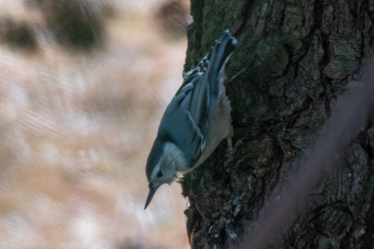 Sittelle à poitrine blanche - ML644248133