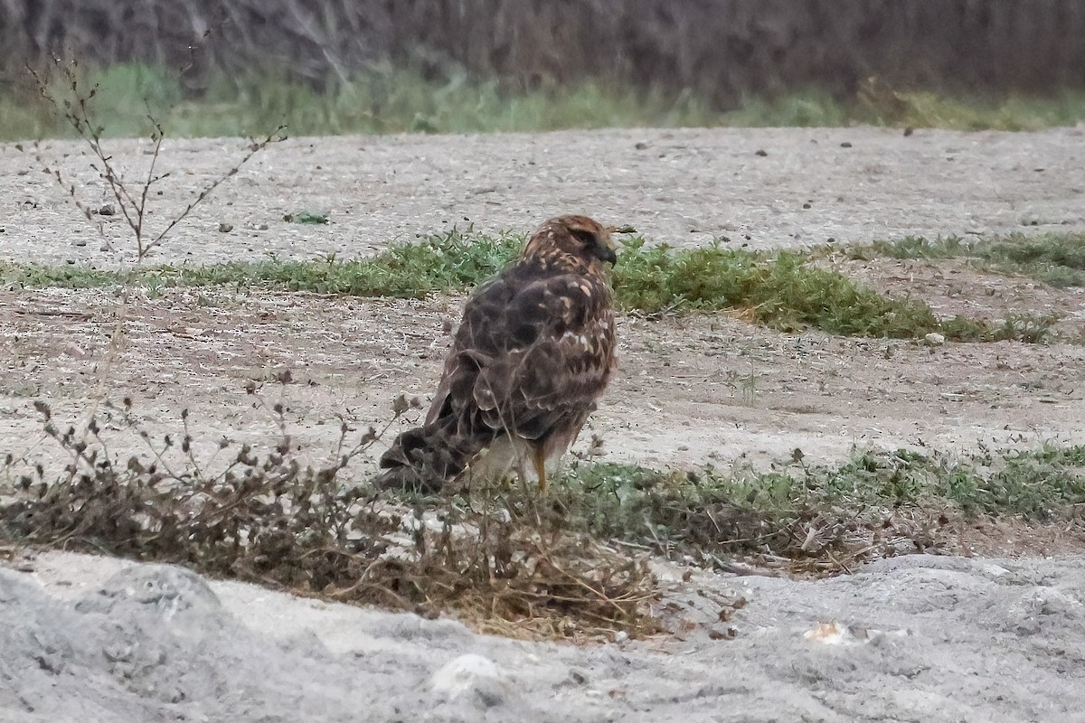 Northern Harrier - ML644248135