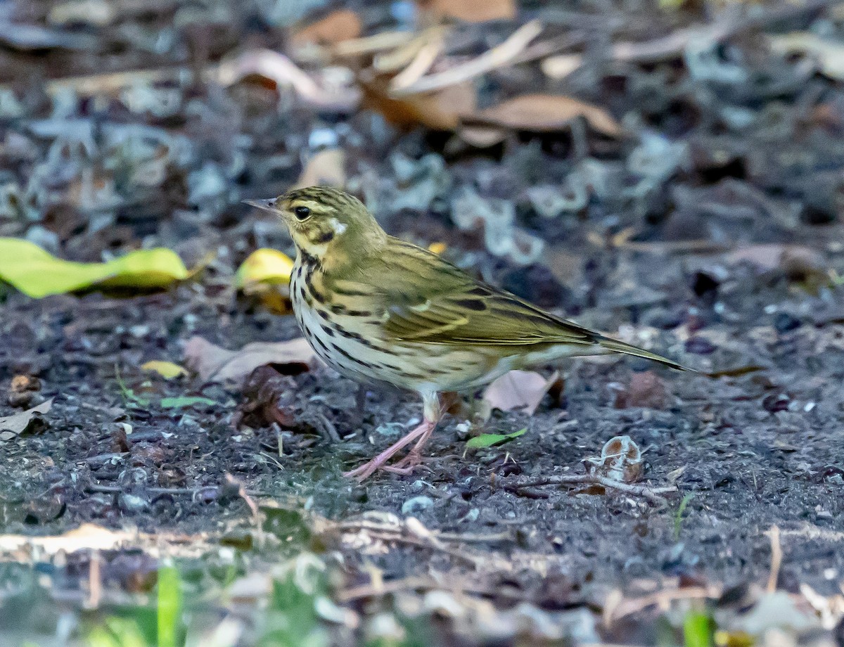 樹鷚 - ML644248136