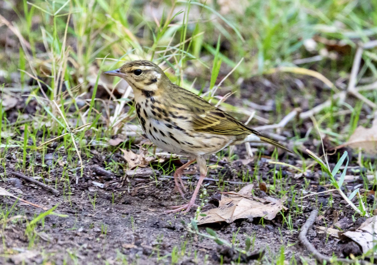 樹鷚 - ML644248137