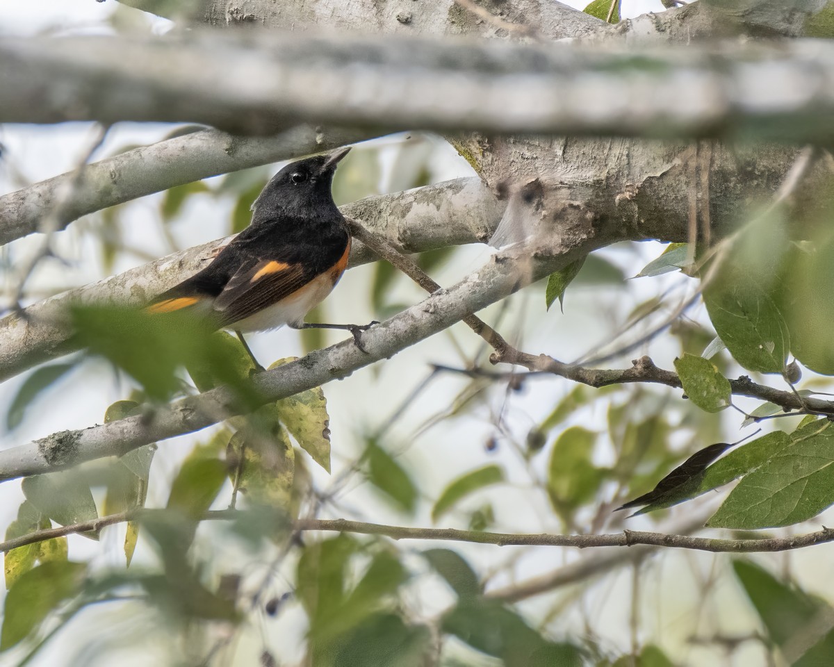 American Redstart - ML644248138