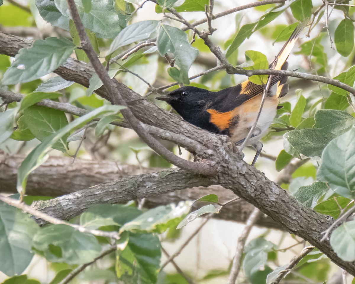 American Redstart - ML644248139