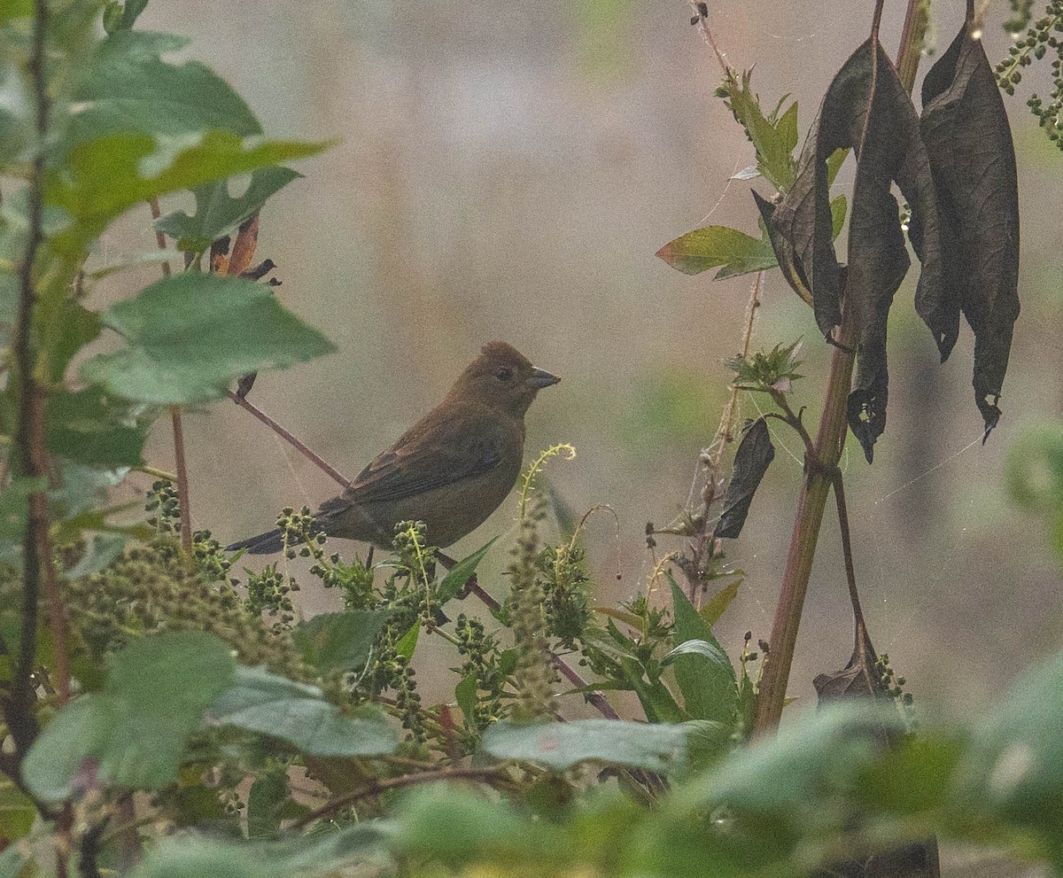 Indigo Bunting - ML644248140