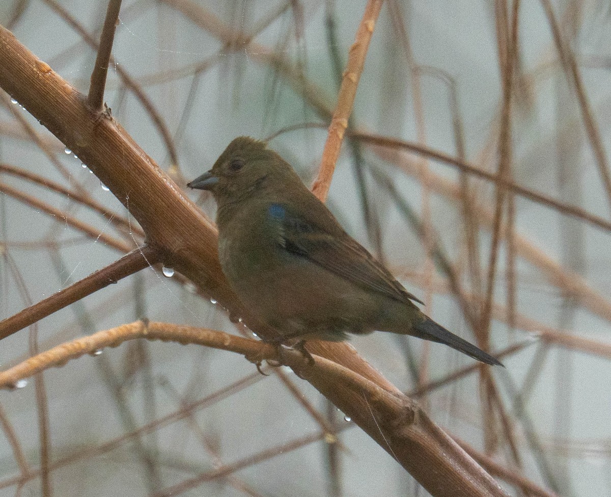 Indigo Bunting - ML644248141