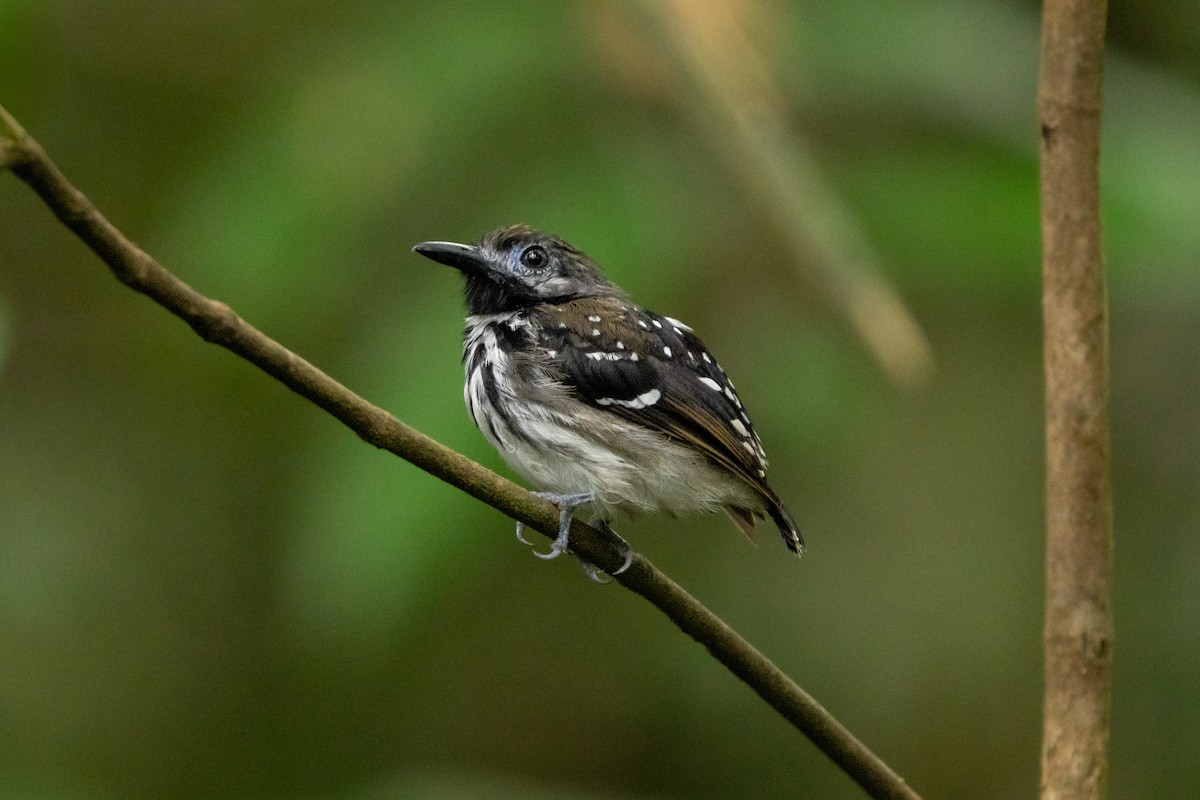 Dot-backed Antbird - ML644248143