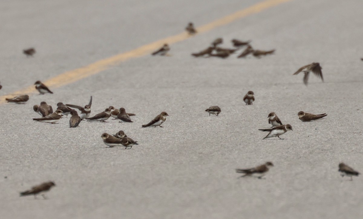 Uhalde-enara arrunta - ML644248144