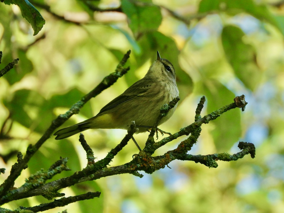 Palm Warbler - ML644248145