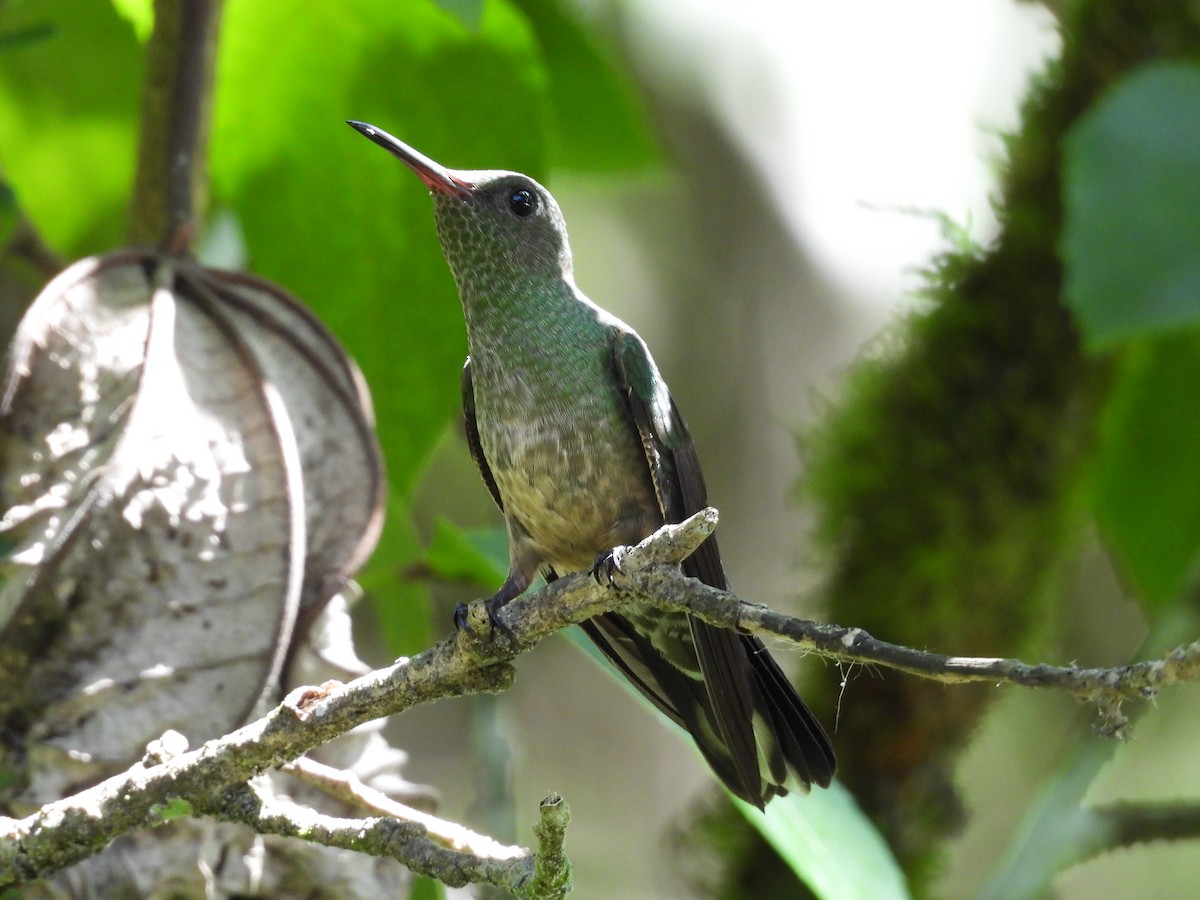 Scaly-breasted Hummingbird - ML644248150