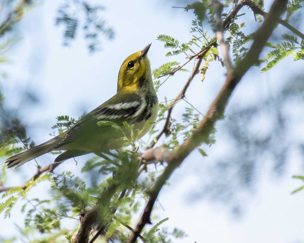 Black-throated Green Warbler - ML644248151